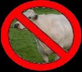 no cows