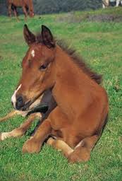 newborn foal