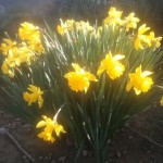 Daffodils