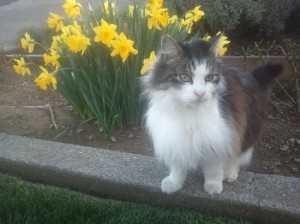 Ichi-ban with Daffodils