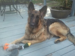 Jake with his duck