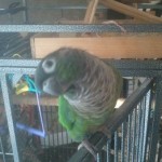 Tibby 1