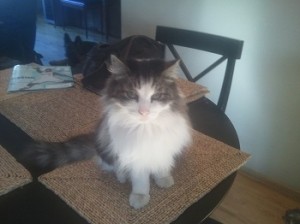 Tuna Me!