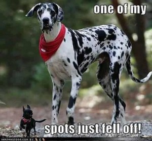 Dog 6