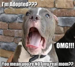Dog 7