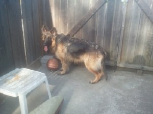 Jake basketball 5