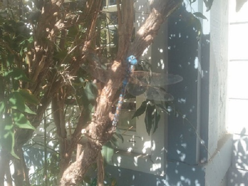 dragonfly 1