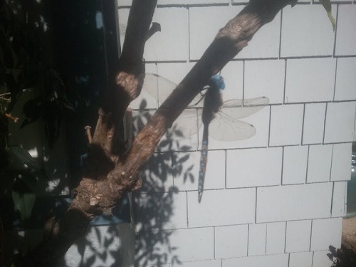 dragonfly 4
