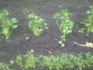 Garden 2