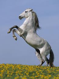 Stallion