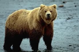 grizzly