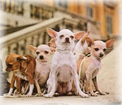 Chihuahua