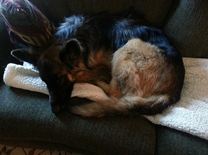 Bored Jake