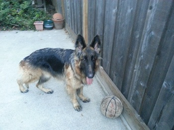 B-Ball Jake