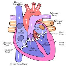 Heart