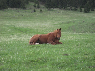 Sweetgrass, MT