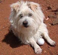 Terrier mix