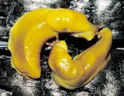 banana slug