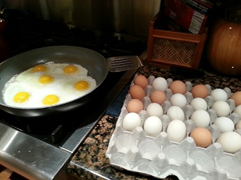 eggs