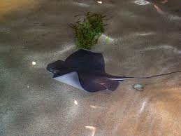 Bat ray