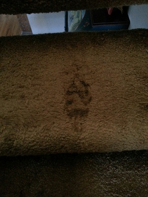 Dog print