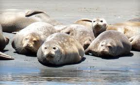 Harbor seals