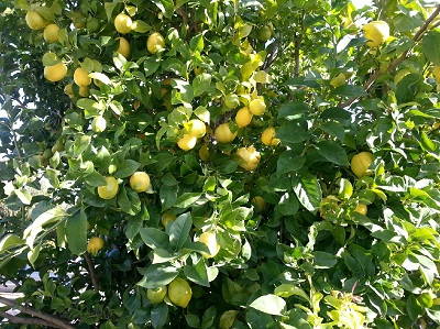 Lemon tree