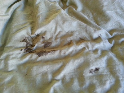 Muddy dog print on my bed