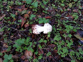 mushroom 2