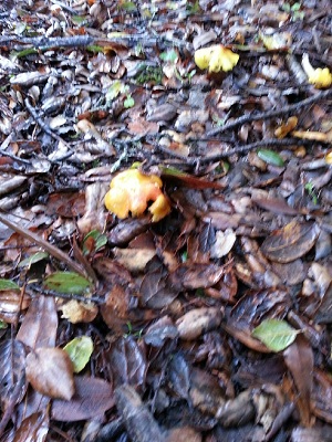 mushroom 3