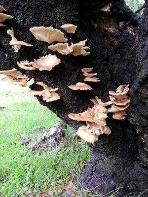 mushroom 4