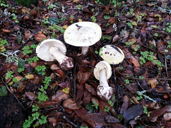 mushroom 5