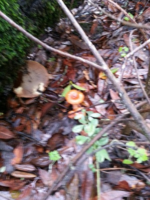mushroom 6