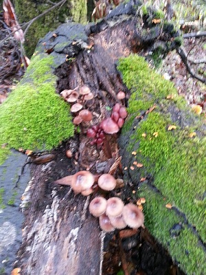 mushroom 8