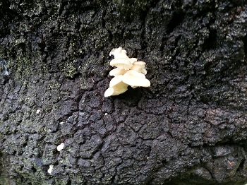 mushroom 9