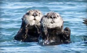sea otters