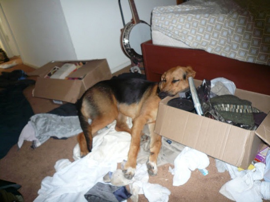 Hastur can sleep anywhere.