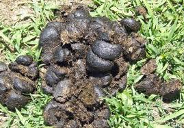 Horse Manure.