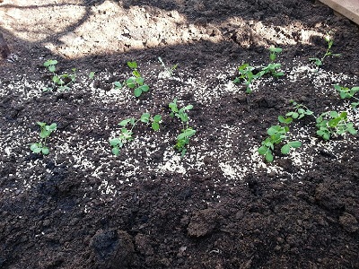 Sweet Peas in front of potatoes.
