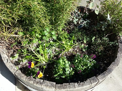 Herbs in a wine barrel.