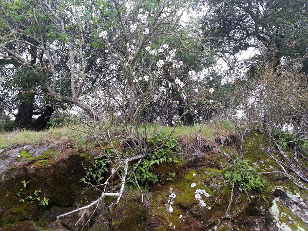Plum Tree Growing Out of the Volcanic Rock.
