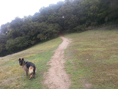 Looking forward a third of the way up back int,o the forest.