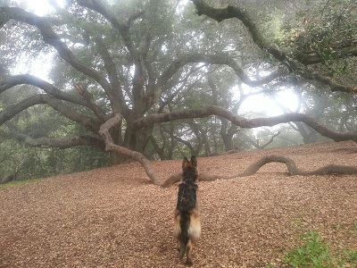 Jake heads into Fanghorn.