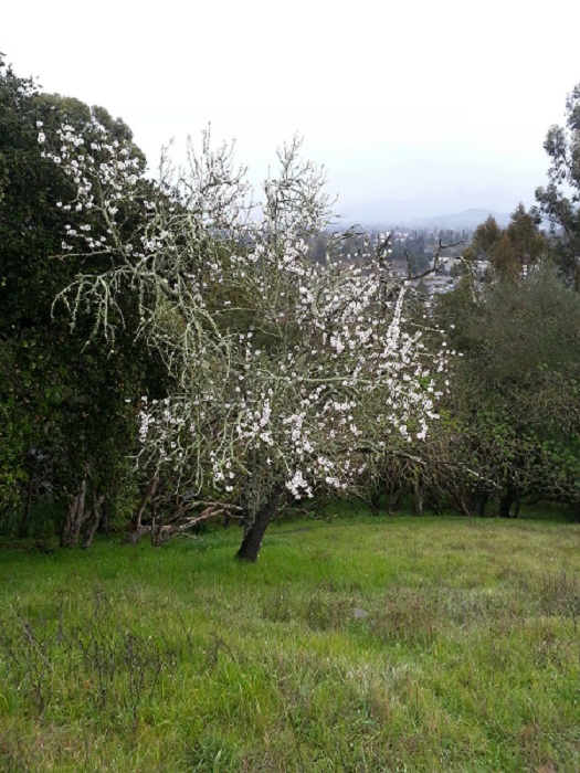 Wild Plum.