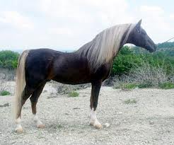 This is a stallion, but Image was a liver chestnut with a flaxen mane and tail.