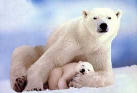 Polar Bear.