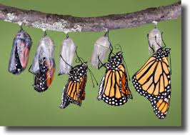 Metamorphosis.