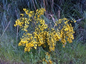 Crazy Wildflowers.