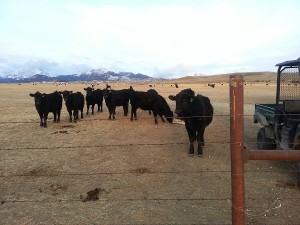 The 'girls' bidding me farewell after breaking into the yard. I had to chase them out.