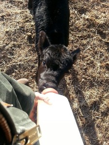 Feeding Delilah - this year's only orphan calf.